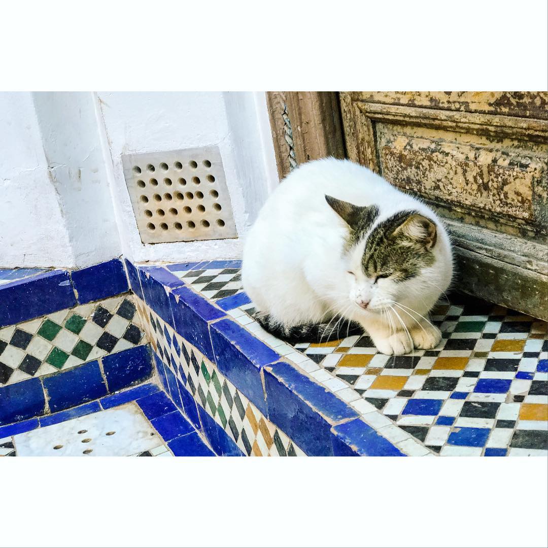 Traditional #moroccantiles are used to decorate most domiciles in the country. The cat seemed to like them. #traveldairies #travelphotography #backpacking #trip #wanderlust #nature #freedom #adventure #bucketlist #picoftheday #explorer #discover #explore